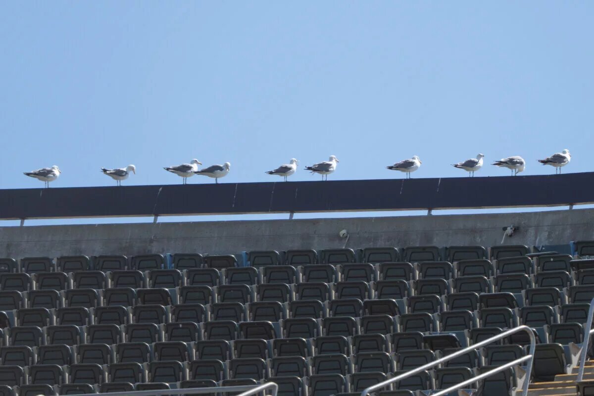 The Oakland Athletics have announced that 2024 is their last season in the Oakland Coliseum